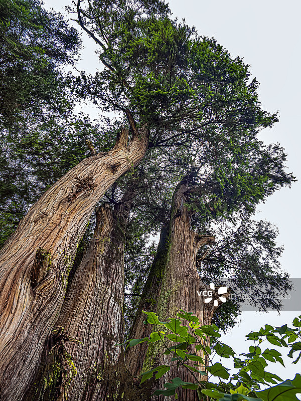盐亭县古树图片素材