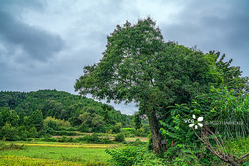 盐亭县古树图片素材