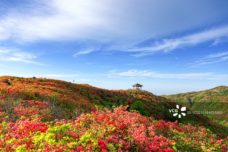 七星岭花海中的亭子图片素材