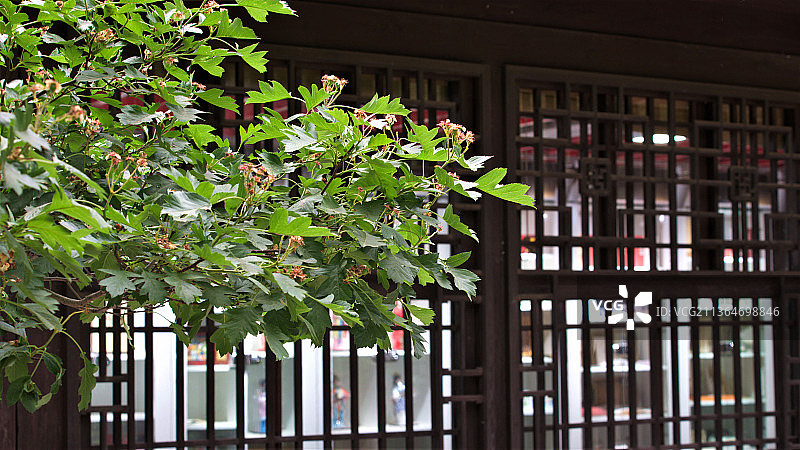 曹雪芹纪念馆窗前树图片素材