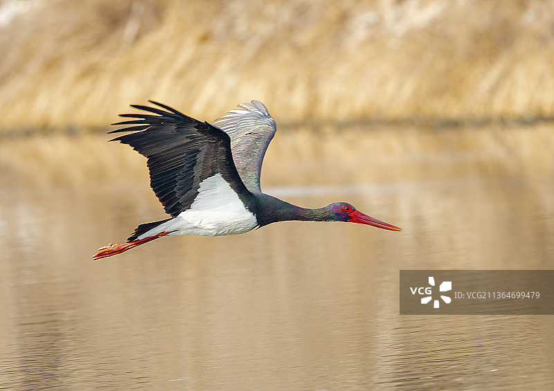 黑鹳巡航图片素材