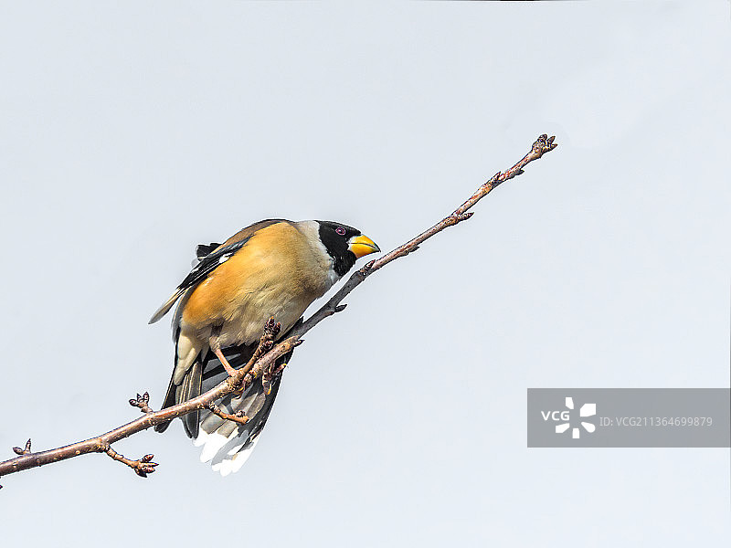 黑尾蜡嘴雀图片素材