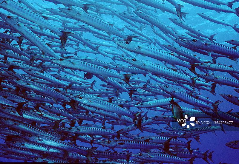 黑鳍金梭鱼群图片素材