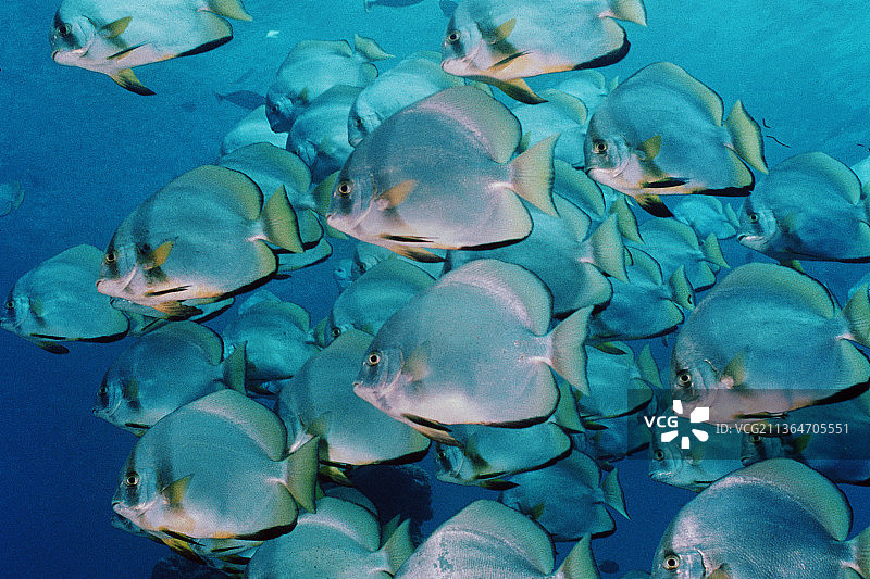 燕鱼群图片素材