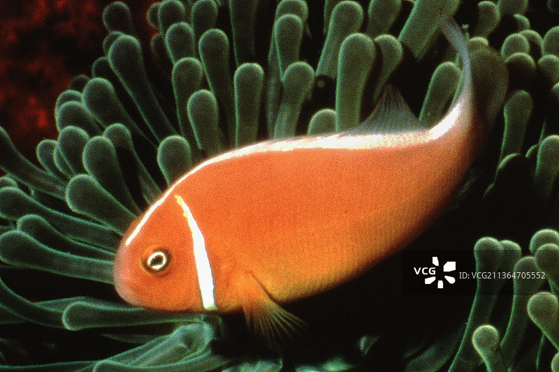 海葵中的粉红海葵鱼图片素材