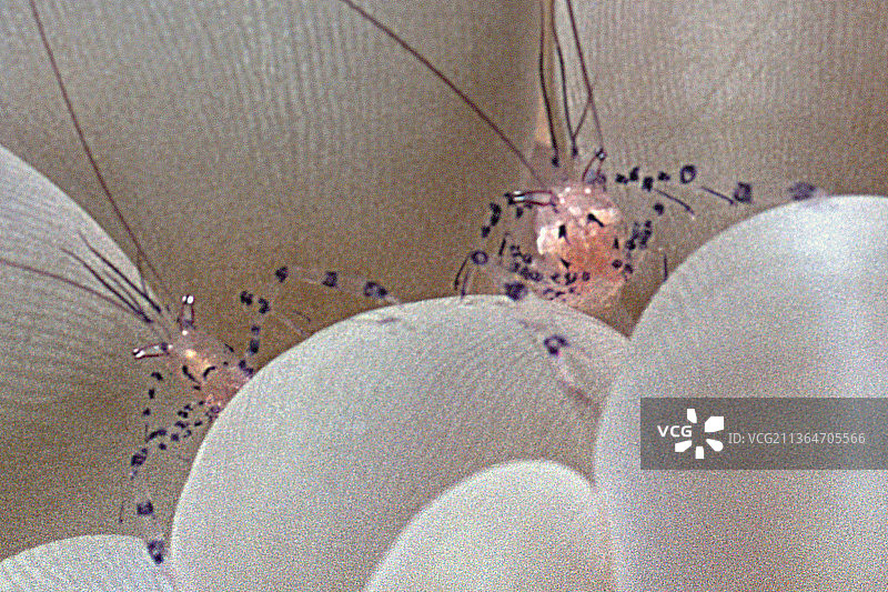 气泡珊瑚上的一对气泡珊瑚虾图片素材