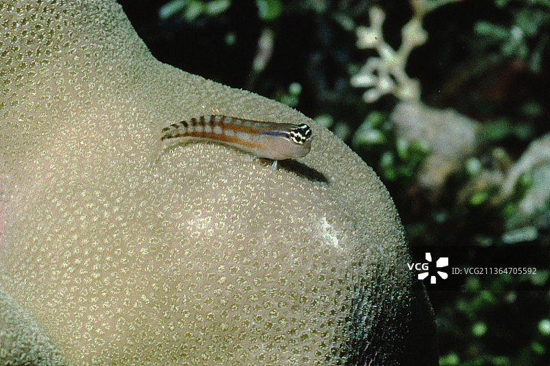 橙色条纹的珊瑚鳚图片素材