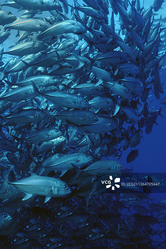 大眼金梭鱼群环游图片素材