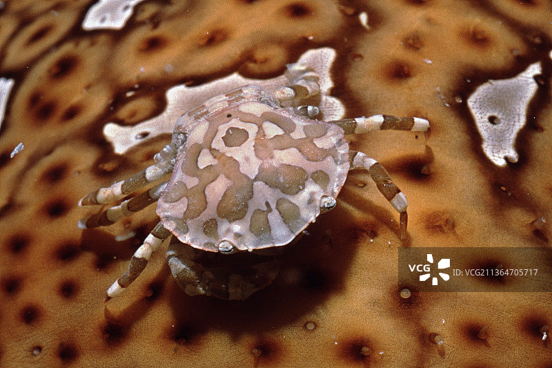 海参和梭子蟹图片素材