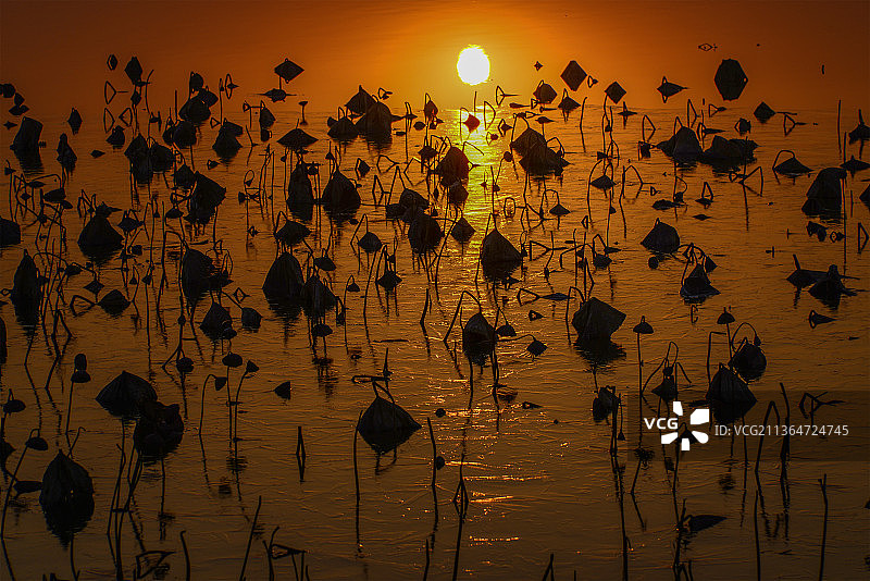 残荷绰影图片素材