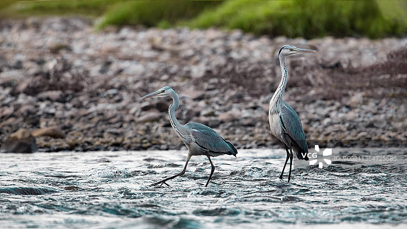 重庆綦河：鱼有了、鸟来了，河流生态就好了图片素材