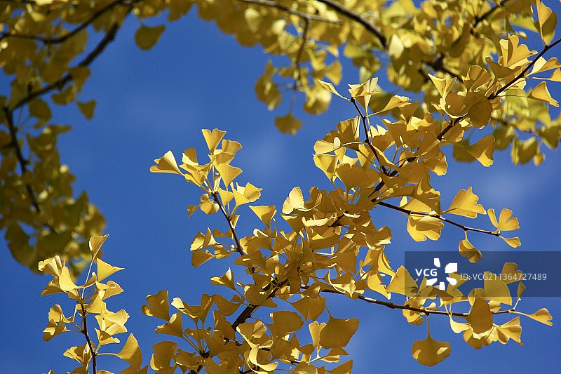 银杏叶图片素材