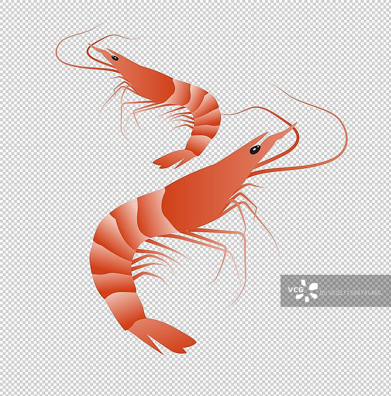 新鲜的虾特写镜头插画图片素材