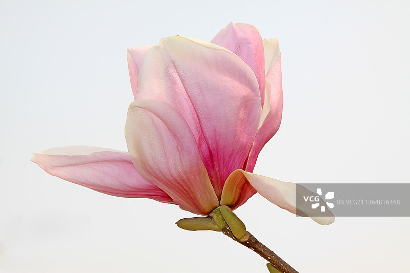 河北滦南北河公园里的红玉兰花朵图片素材