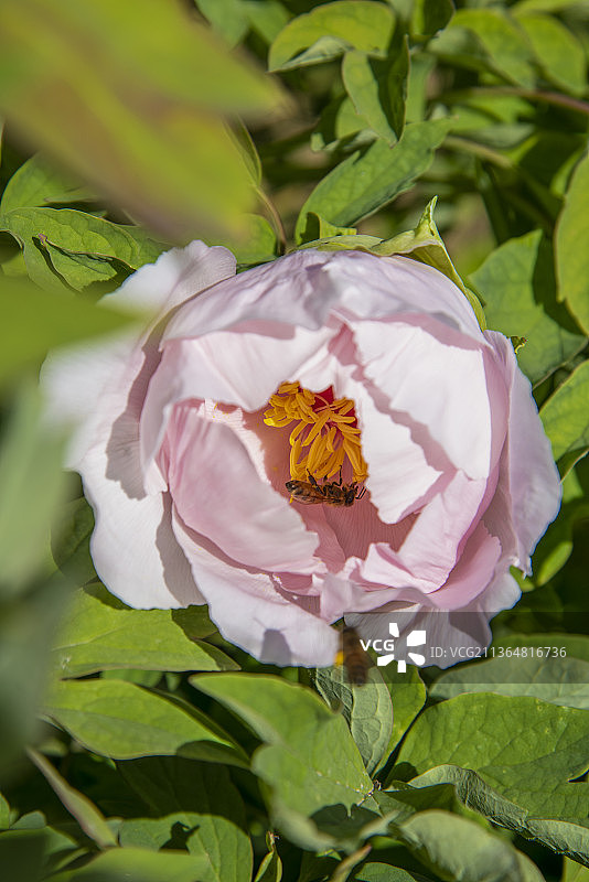 牡丹蜜蜂采蜜图片素材