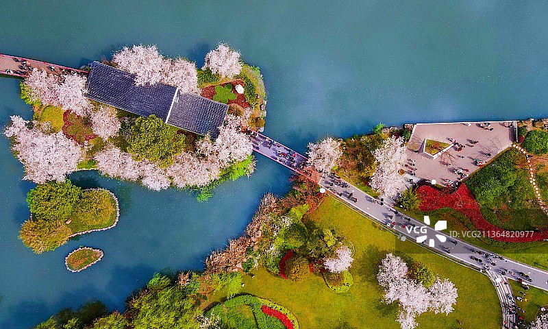 樱花盛开图片素材