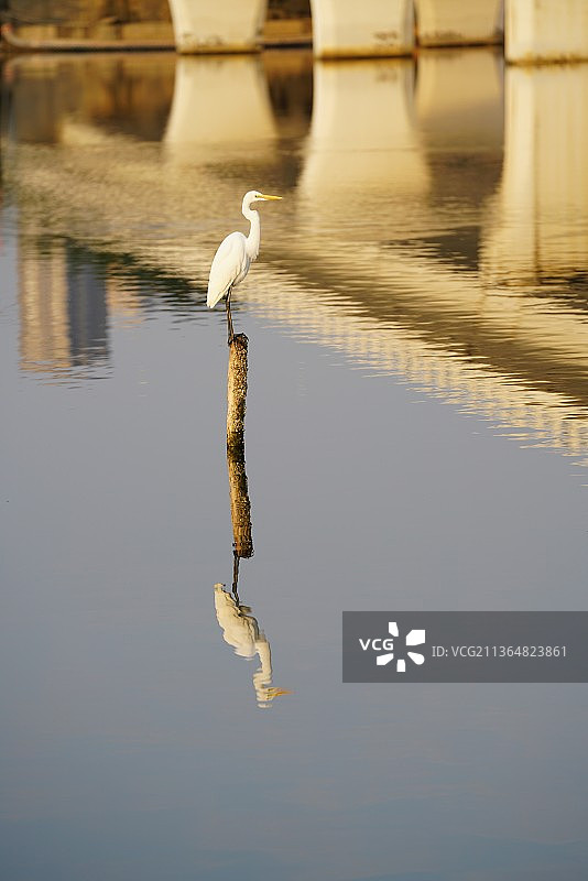 小白鹭图片素材
