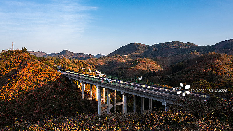 秋季桂林高速公路旁山坡上的柿子林图片素材