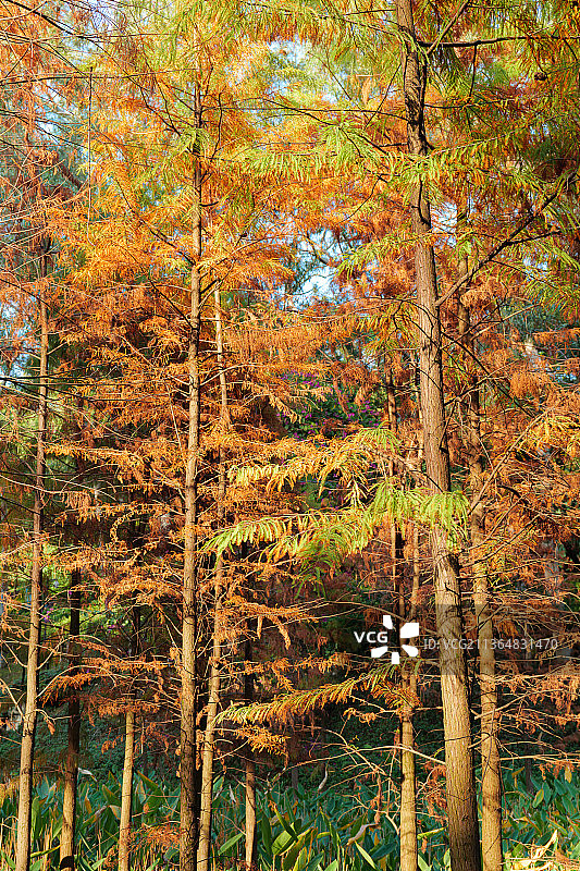 初春森林落羽杉图片素材