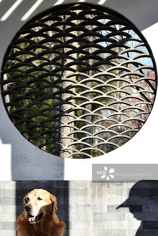 老人与狗A lonely man and his dog图片素材