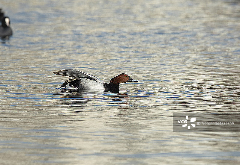 红头潜鸭伸腿图片素材