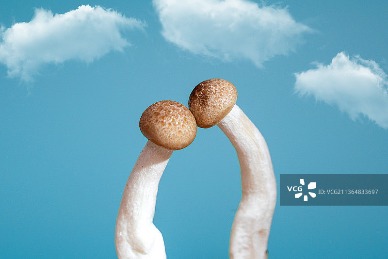 生鲜蟹味菇创意特写图片素材