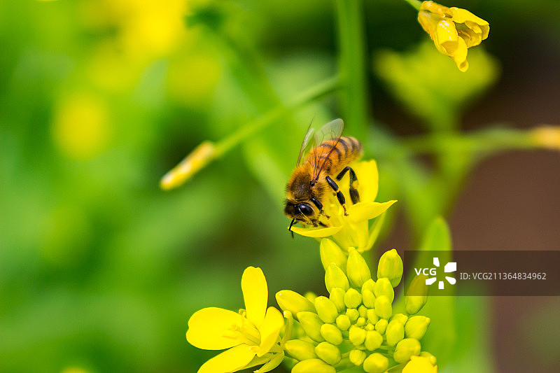 蜜蜂近景特写图片素材