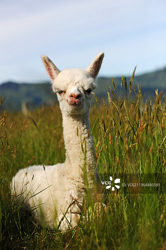 新西兰，驼羊。图片素材