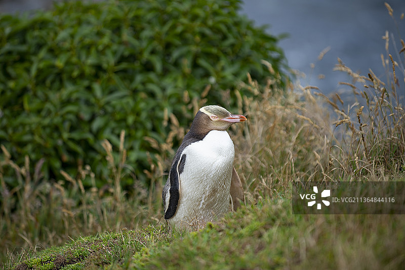 新西兰，黄眼企鹅。图片素材