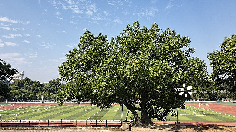 好大一棵树图片素材