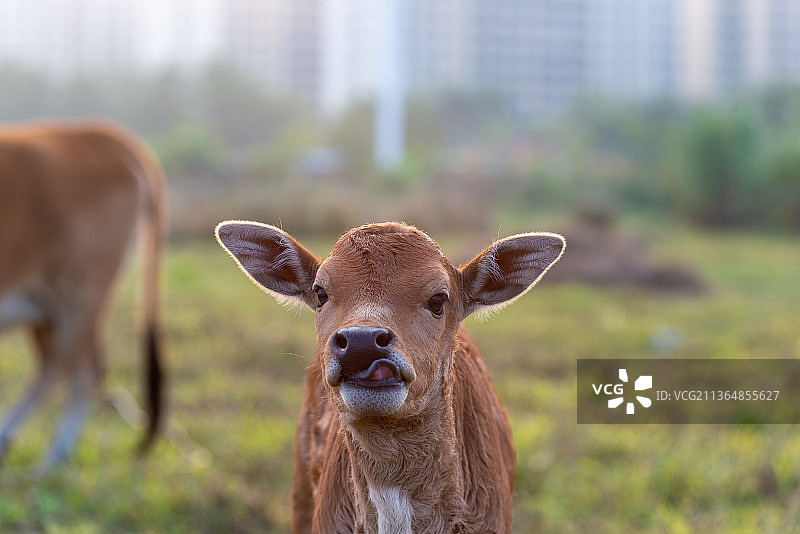 海南黄牛图片素材