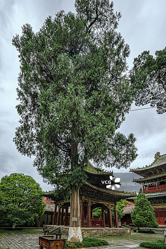 平武报恩寺古树图片素材