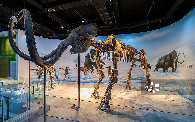 辽宁古生物博物馆及猛犸象恐龙化石标本图片素材