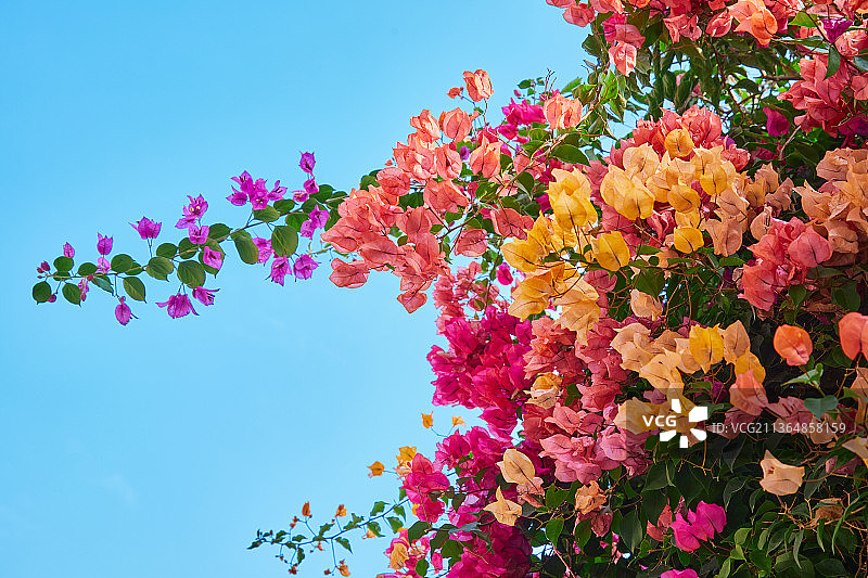 广州花都马岭观花植物园复古走廊上盛开的多色三角梅图片素材