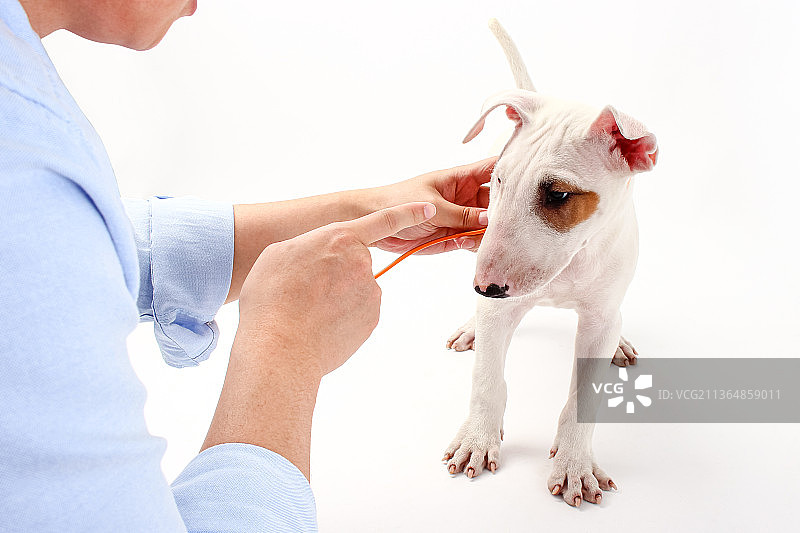 男子在训练牛头梗图片素材