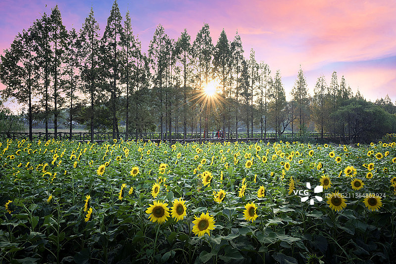 中国湖北武汉森林公园东湖绿道图片素材