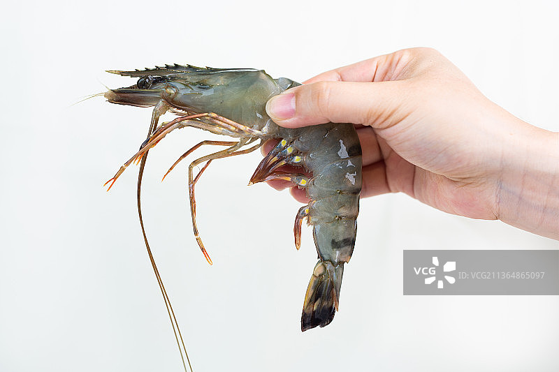 黑虎虾、虾、美食、美味、海鲜图片素材