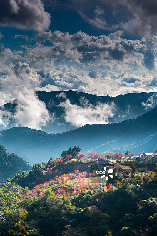 樱花开放的日子图片素材