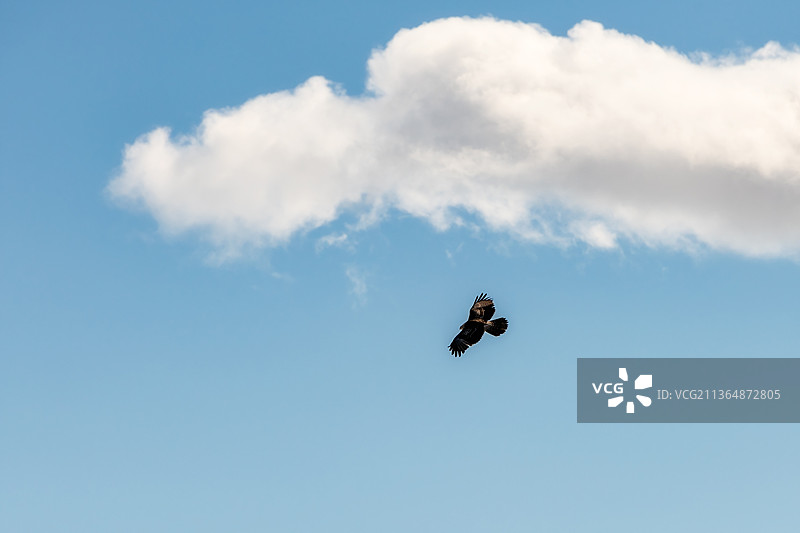 新疆阿勒泰地区布尔津喀纳斯景区喀纳斯湖畔翱翔的雄鹰户外风光图片素材