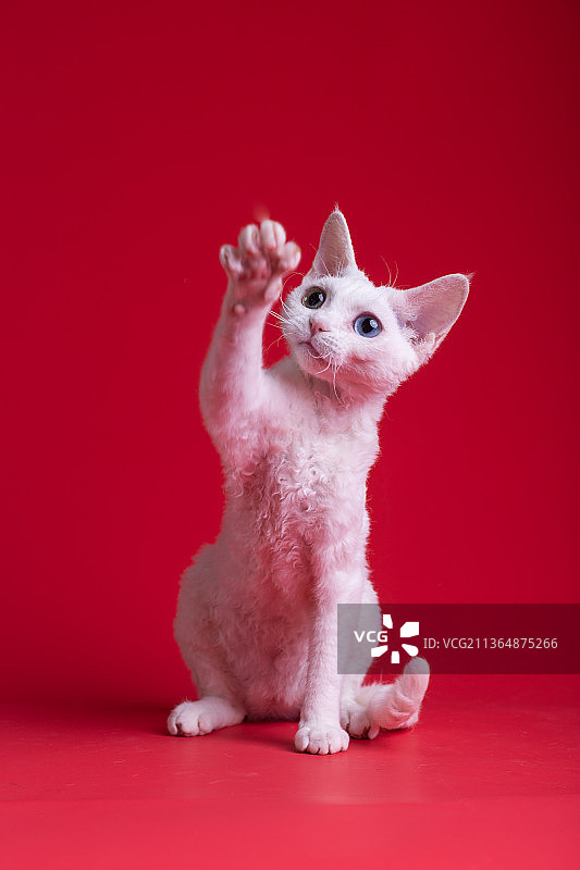 红色背景下的小猫图片素材