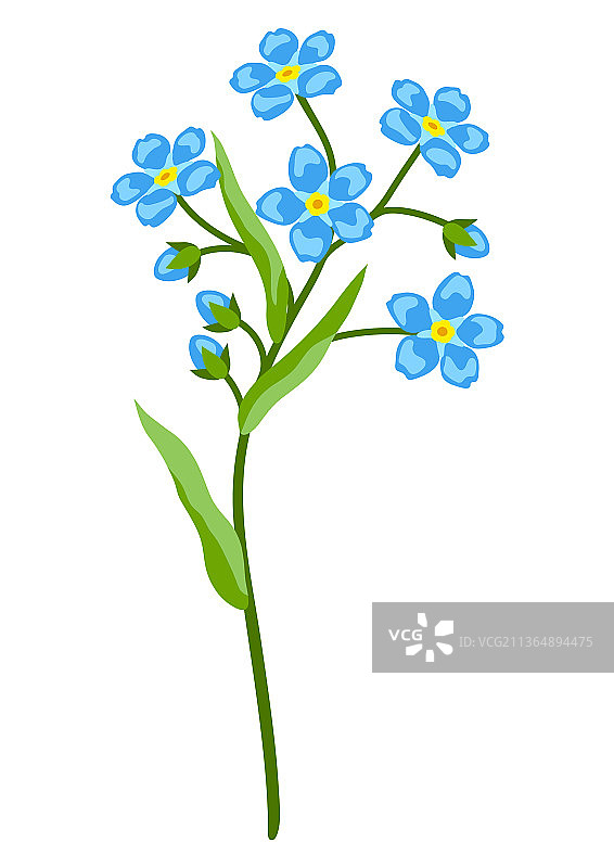 勿忘我花图片素材