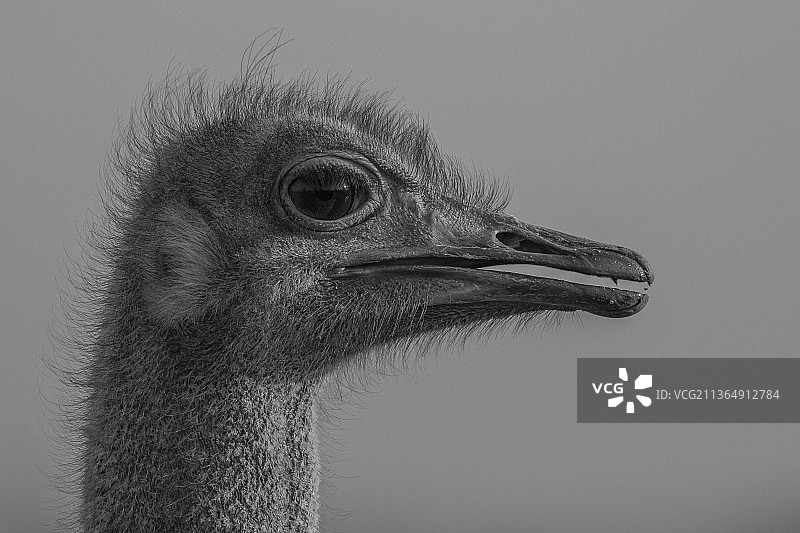 南非隆多洛齐禁猎区，鸵鸟头部侧面轮廓（黑白照片）图片素材