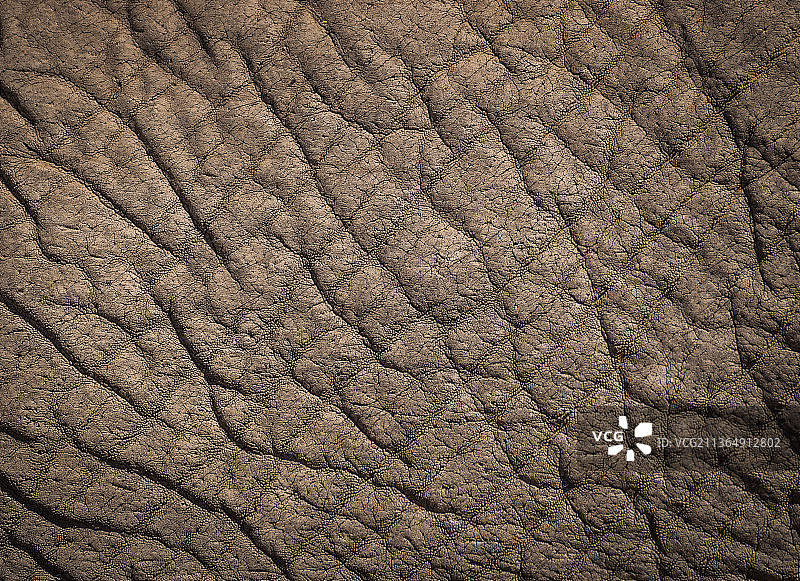 南非隆多洛齐禁猎区：非洲象的皮肤纹理图片素材