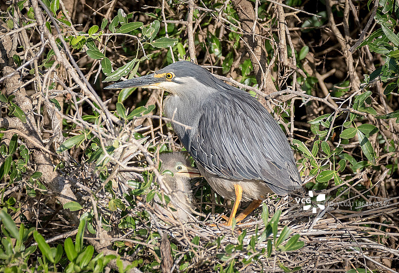 南非Londolozi禁猎区，一只绿鹭站在巢中和她的雏鸟在一起图片素材