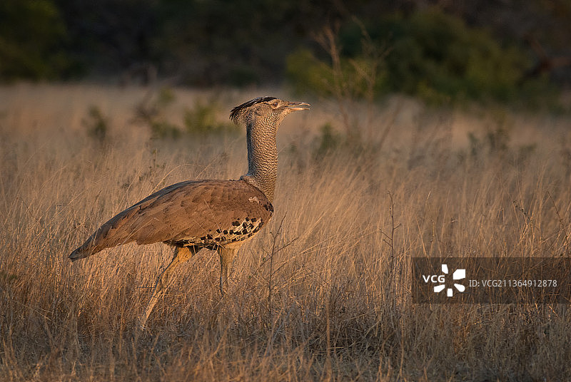 南非Londolozi禁猎区，柯利鸨在长长的草丛中行走图片素材