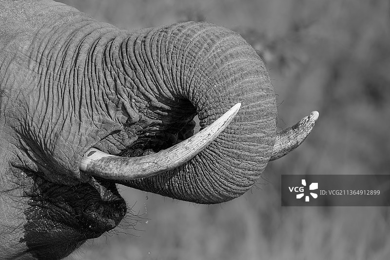 南非隆多洛齐禁猎区：非洲象饮水图片素材