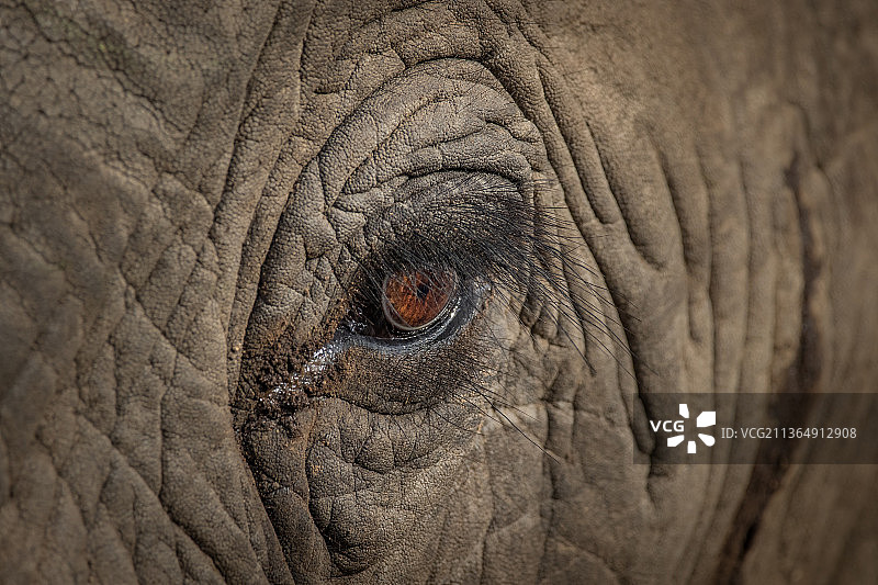南非隆多洛齐禁猎区：非洲象的眼睛图片素材