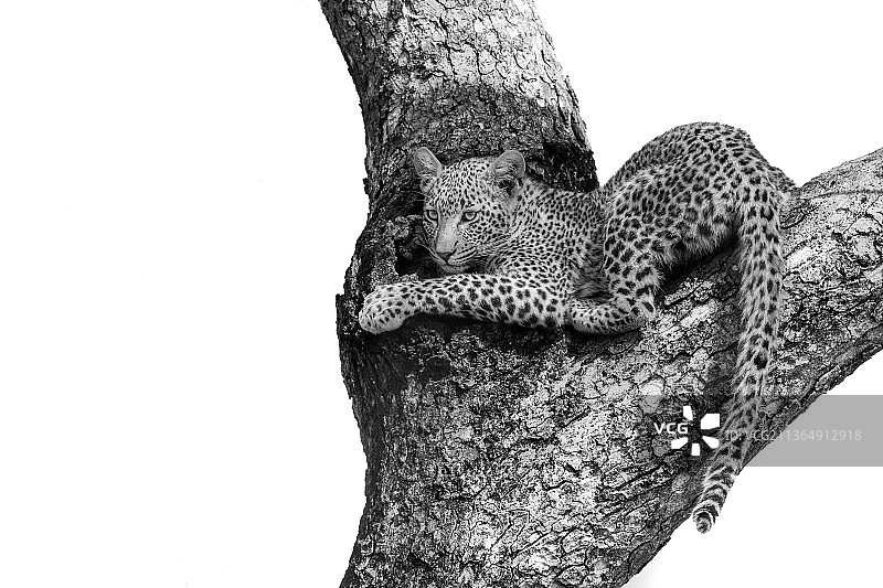 南非隆多洛齐禁猎区：黑白照片中，豹崽躺在树杈上，看向画面外图片素材