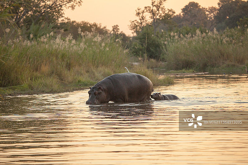 南非隆多洛兹禁猎区：日落时河中行走的河马母子图片素材