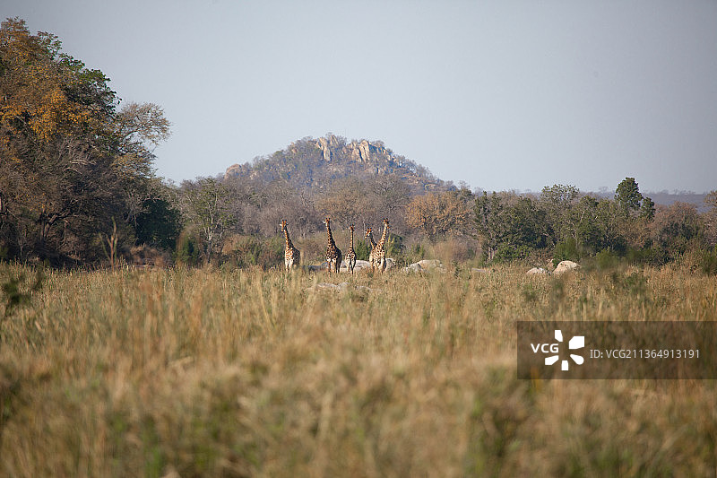 南非隆多洛齐禁猎区：长颈鹿在河床中图片素材